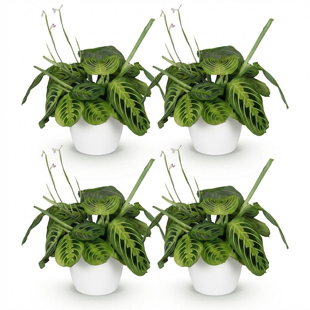 Maranta Fascinator Lemon Lime - Gebedsplant - Huisdiervriendelijke Plant - Groen - 4 Planten - met Potter Wit - Pot 12cm - Hoogte 25cm