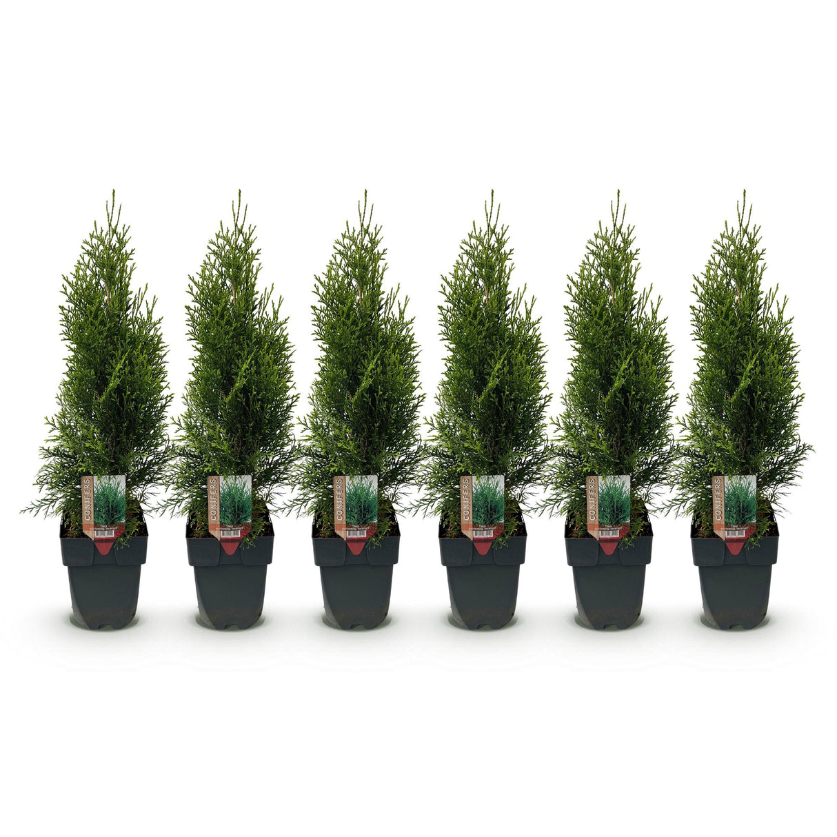 Green boutiQ - Haagplanten - Thuja occidentalis Smaragd - blad groen - 6 planten - 1 strekkende meter - groenblijvend - pot 17cm hoogte 60cm