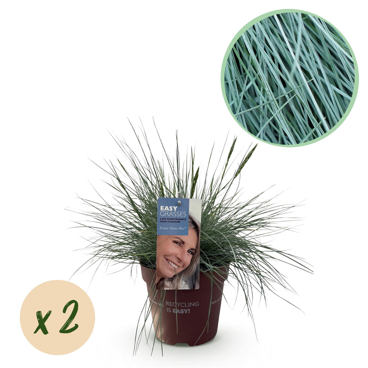 Green boutiQ - Siergrassen - Festuca glauca Intense Blue - Blauw - 2 Planten - Bladhoudend - Weinig Onderhoud - Pot 17cm Hoogte 50cm