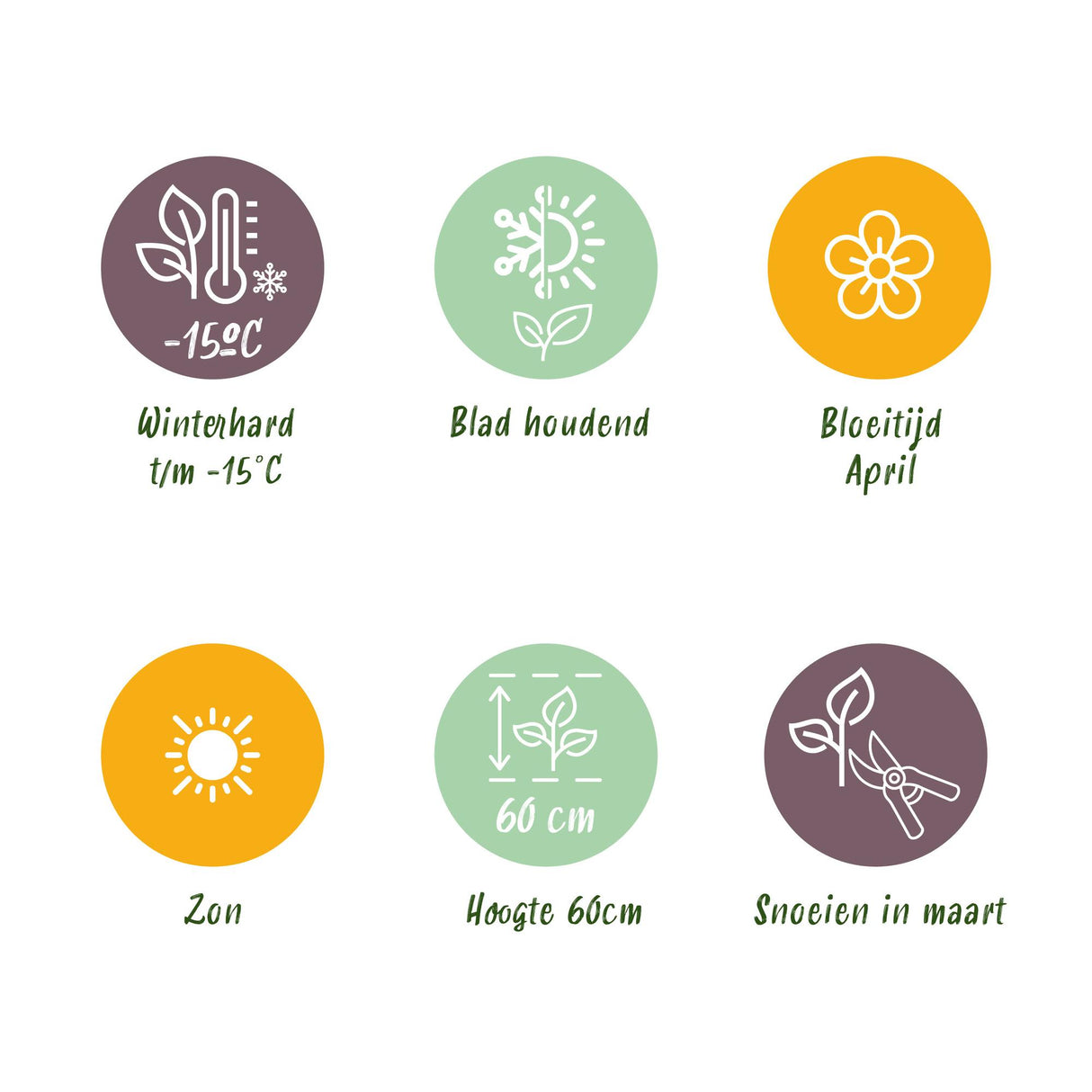 Siergrassen - Festuca glauca Intense Blue - Blauw - 4 Planten - Bladhoudend - Weinig Onderhoud - Pot 17cm Hoogte 50cm