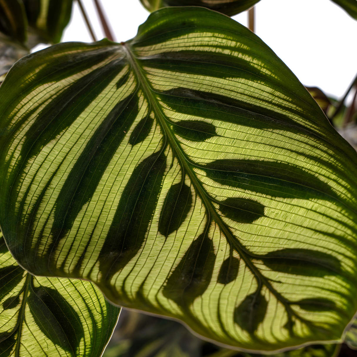Calathea Makoyana Ø17cm - ↕40 - 50cm