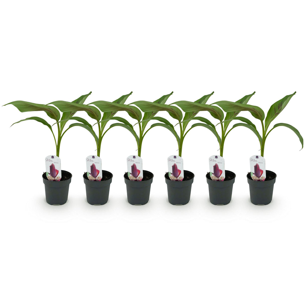 Green boutiQ - Obstpflanze - Bananenpflanze - Musa sikkemensis Red Tiger - Winterhart - 6 Pflanzen - Topf 12cm Höhe 30cm