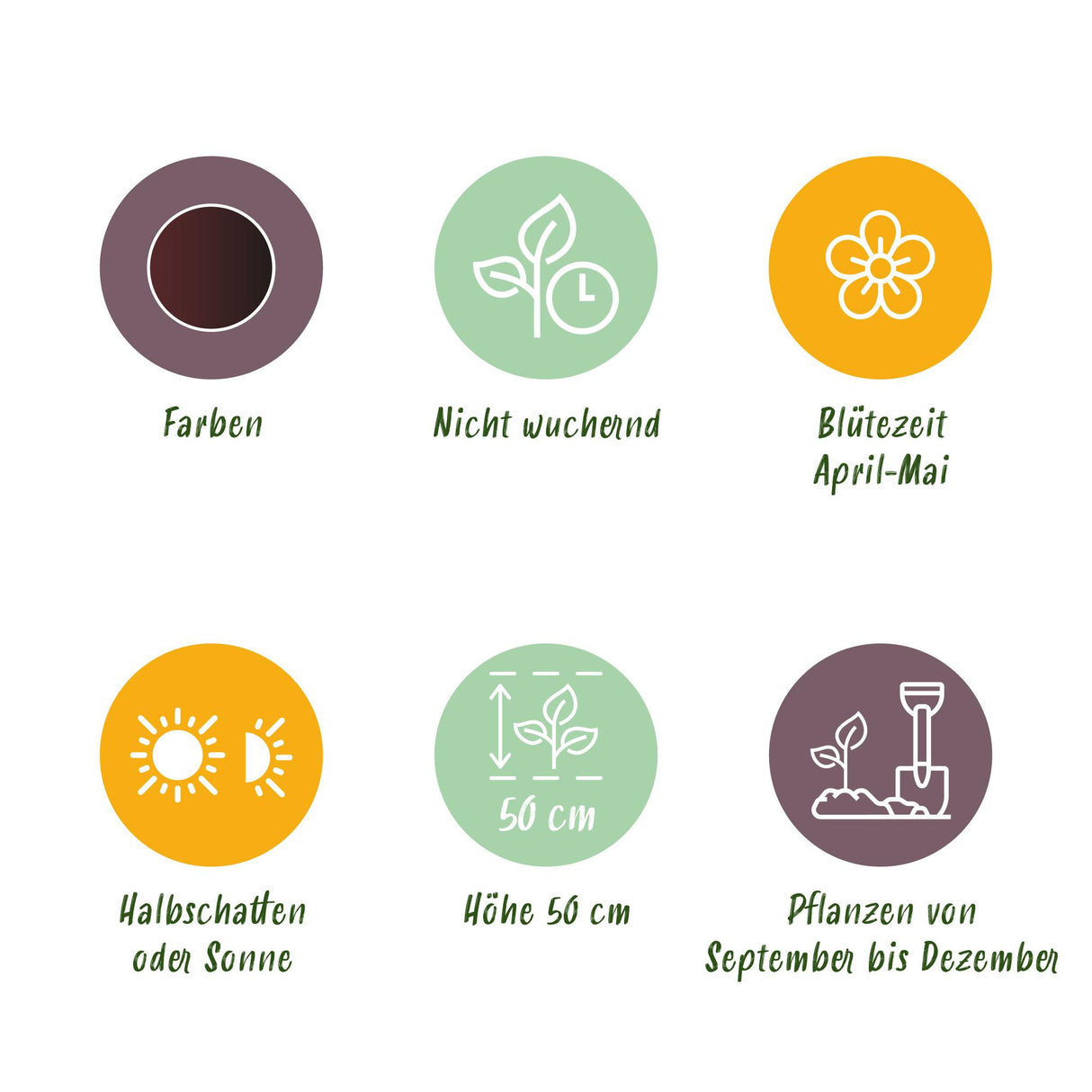 Green boutiQ - Bloembollen - Tulp Triumph Black - Kleur Donker Paars - 12 stuks - Bolmaat 11/12 - XXL Pack