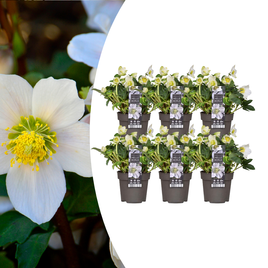 6x Helleborus niger 'Christmas Carol' | Ø 12 cm | ↕ 20 cm
