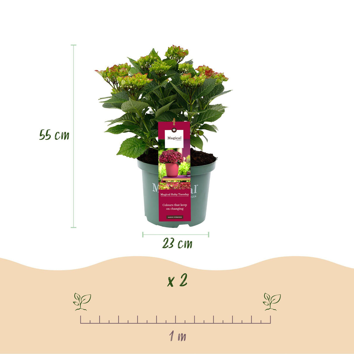 Green boutiQ - Terrasplant - Hortensia - Hydrangea Magical Teusday & Saphire - Rood - 6-10 Bloemen - 2 Planten - Pot 23cm Hoogte 55cm