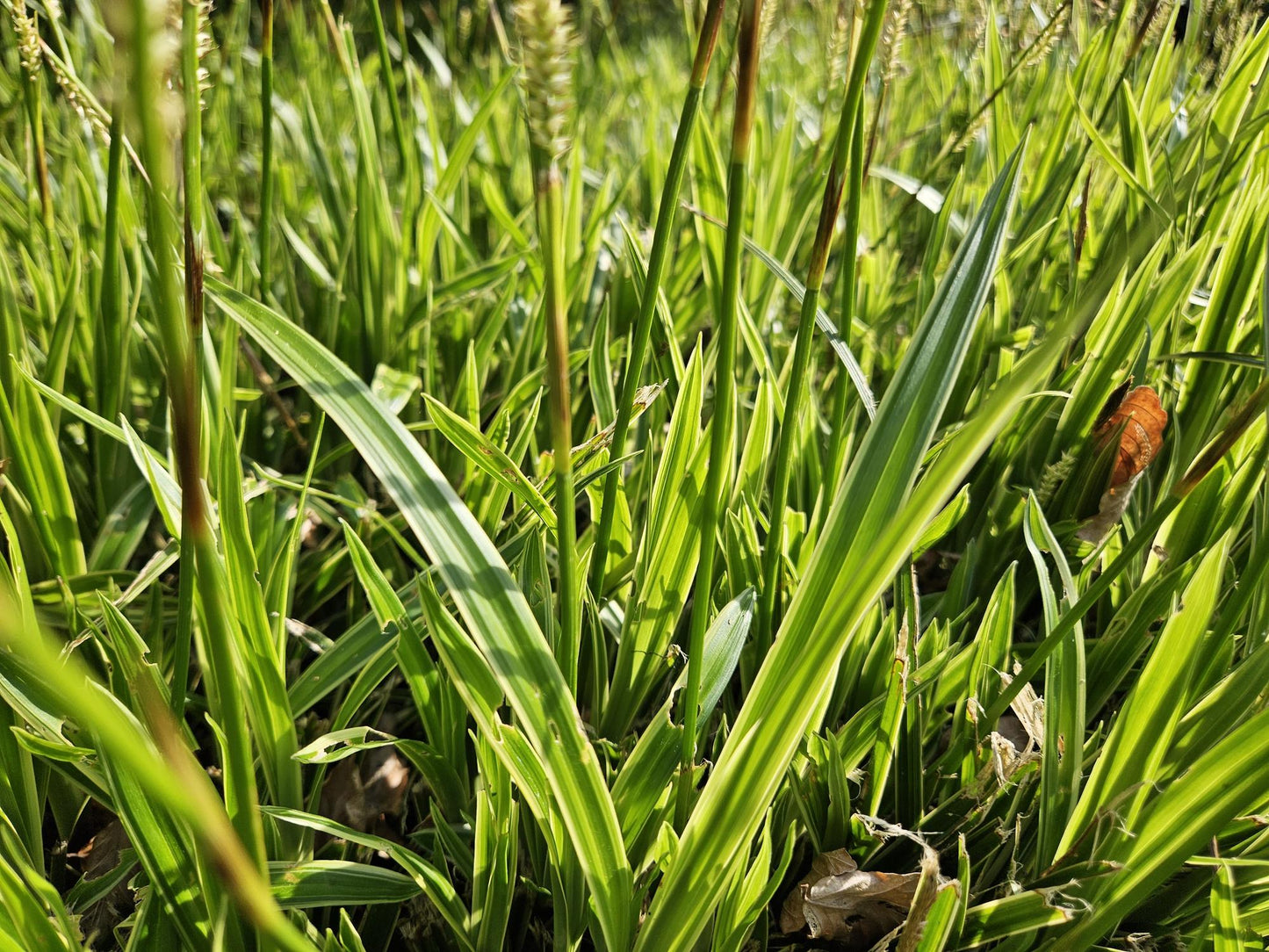 48x Carex morrowii 'Aureovariegata' - ↕10-25cm - Ø9cm