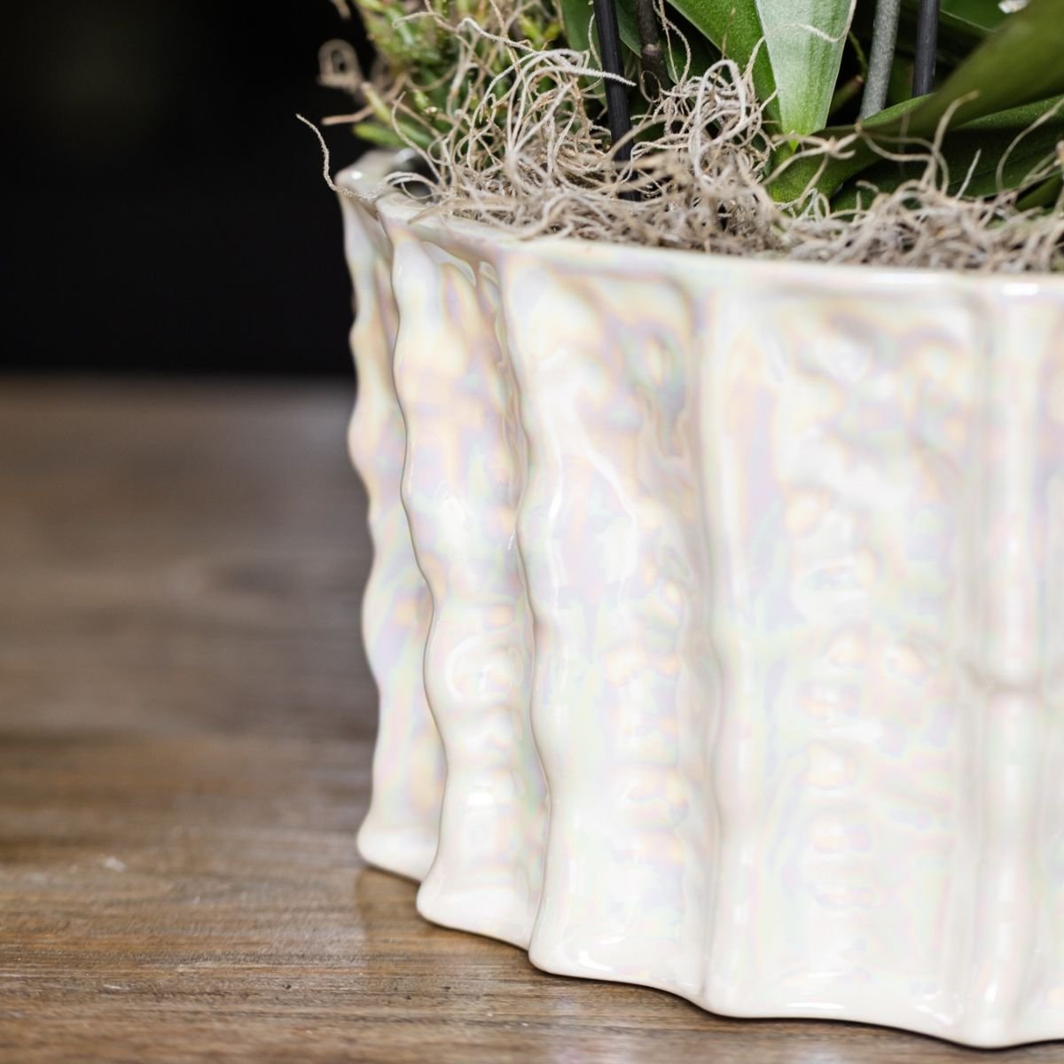 Kolibri Orchids | Gele Jungle Bouquet Botanic Yellow in Oyster Dish
