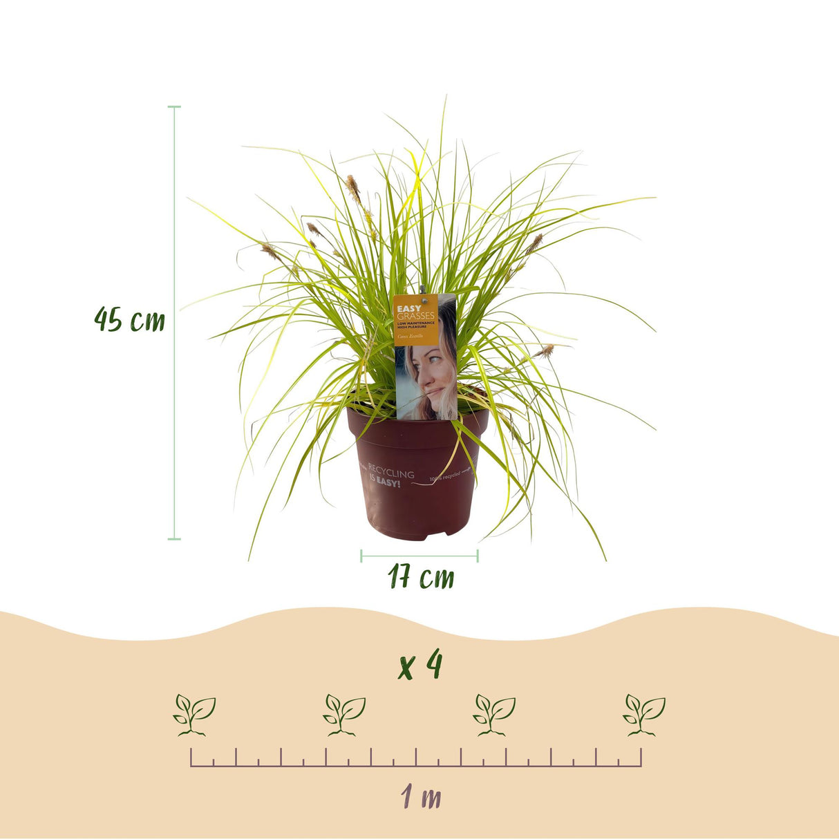 Green boutiQ - Siergrassen - Carex oshimensis Everillo - Geel - 2 Planten - Bladhoudend - Weinig Onderhoud - Pot 17cm Hoogte 50cm