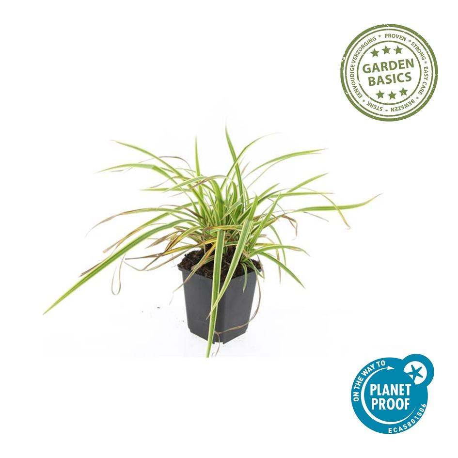 24x Carex morrowii 'Aureovariegata' - ↕10-25cm - Ø9cm