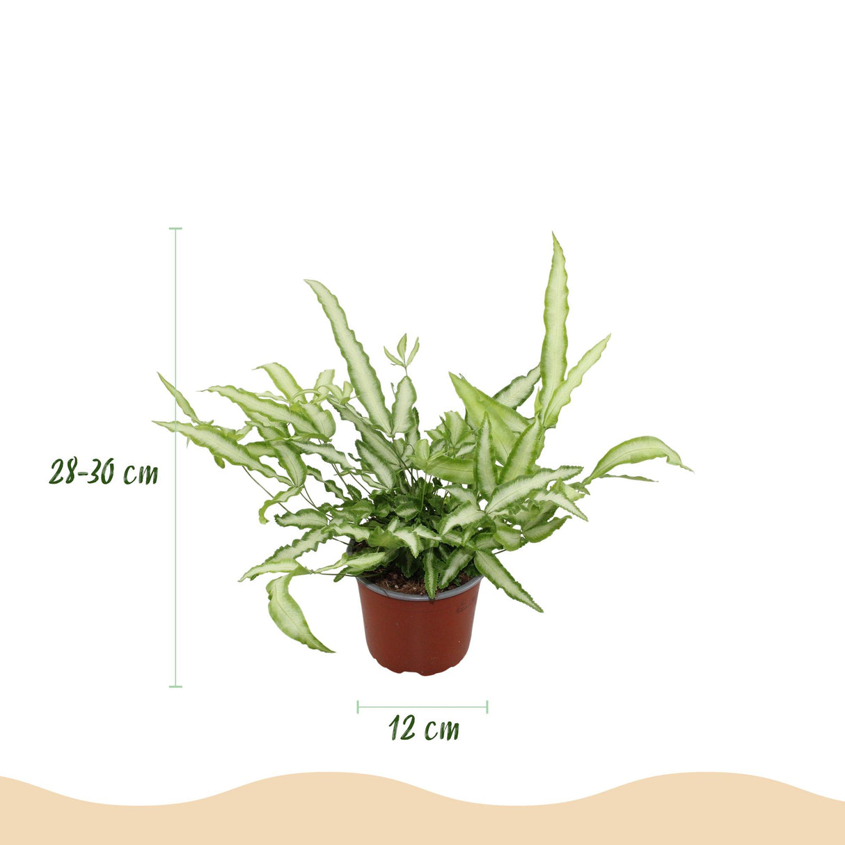 Pteris cretica Albolineata - Lintvaren - Huisdiervriendelijke Plant - Groen - 2 Planten - met Potter Grijs - Pot 12cm - Hoogte 20cm