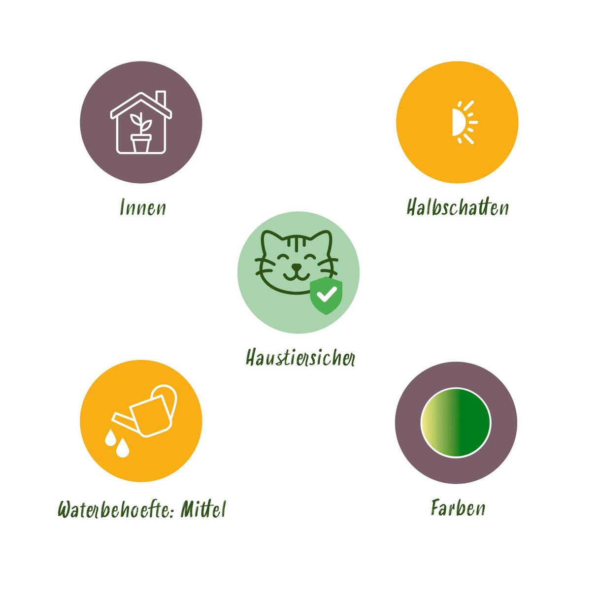 Pteris cretica Albolineata - Lintvaren - Huisdiervriendelijke Plant - Groen - 2 Planten - met Potter Grijs - Pot 12cm - Hoogte 20cm