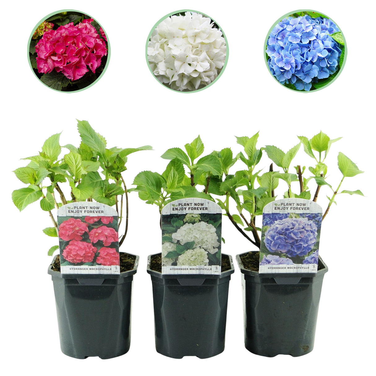 Hortensia / Hydrangea macrophylla Tricolour - Bloem Blauw, Roze en Wit - 3 Planten - Bladverliezend - Weinig Onderhoud - Pot 17cm Hoogte 30cm