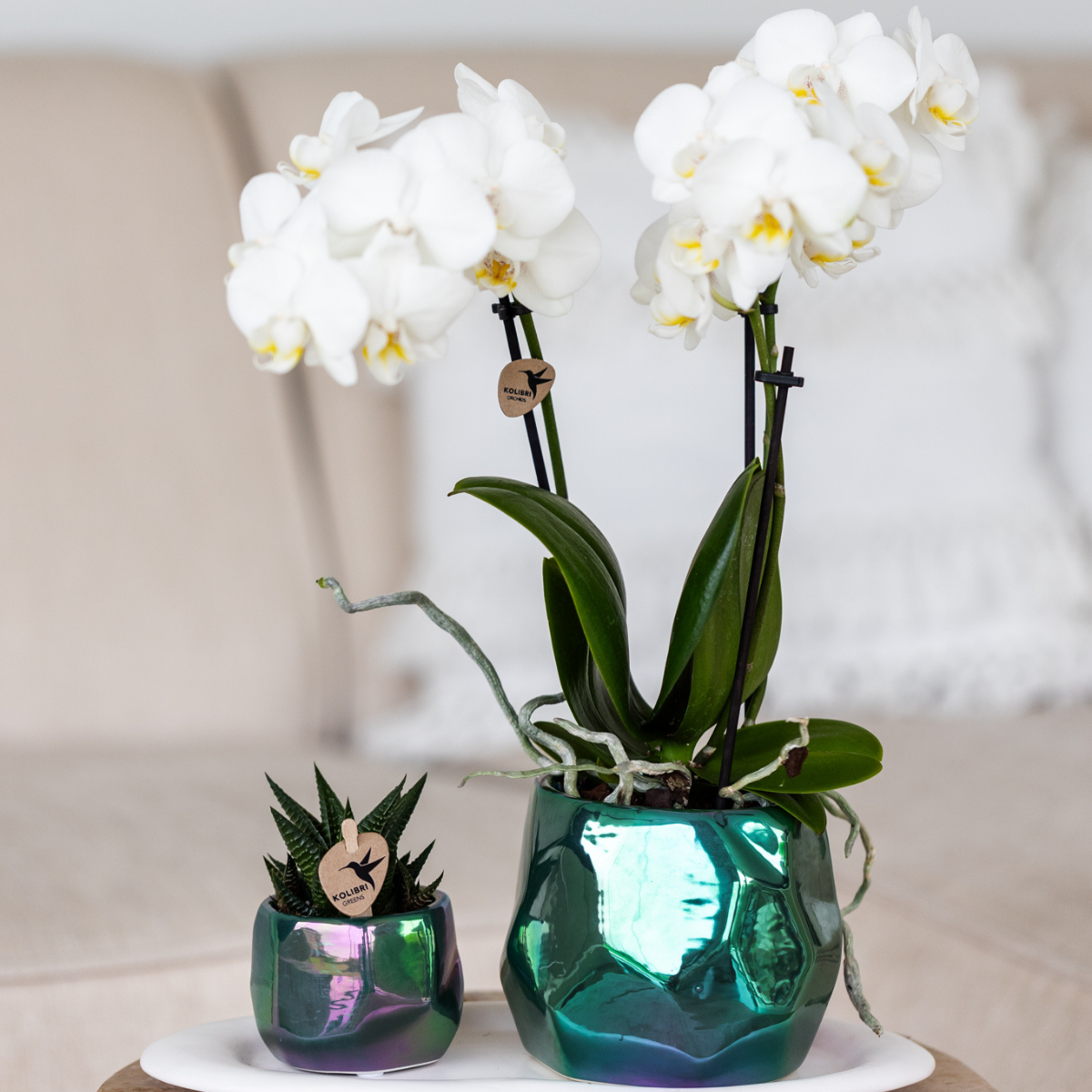 Kolibri Orchids | witte Phalaenopsis orchidee potmaat Ø9cm | Amabilis | bloeiende kamerplant - vers van de kweker