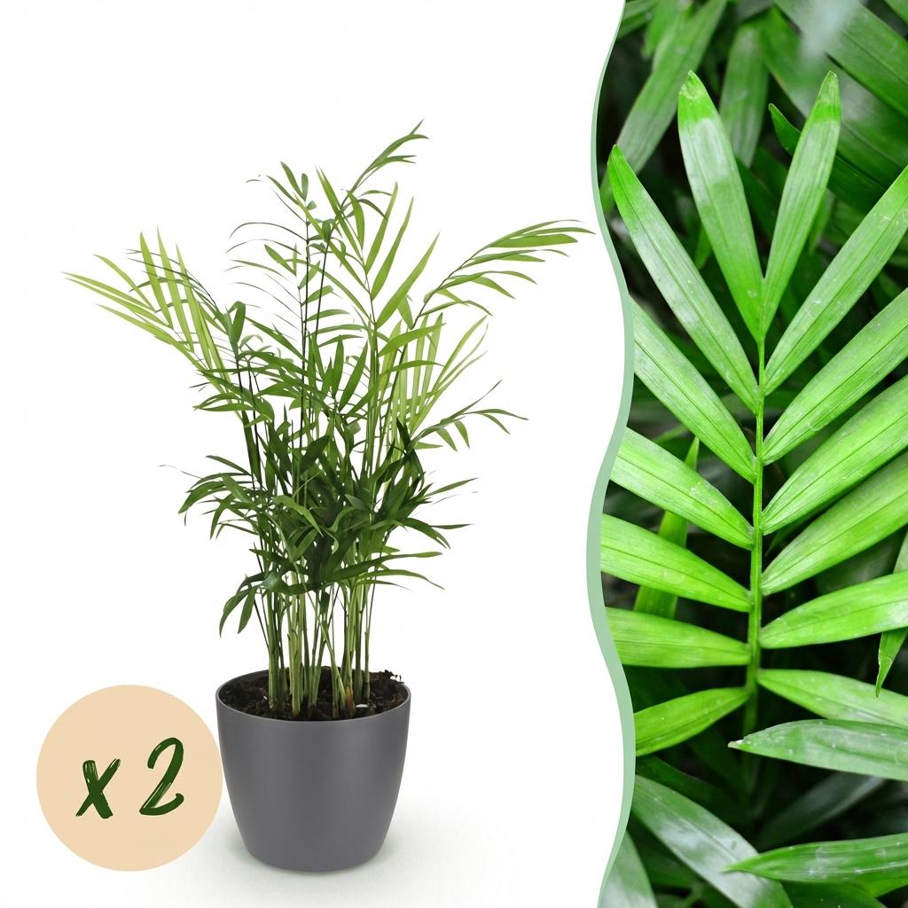 Chamaedorea elegans - Goudpalm - Huisdiervriendelijke Plant - Groen - 2 Planten - met Potter Grijs - Pot 12cm - Hoogte 15cm