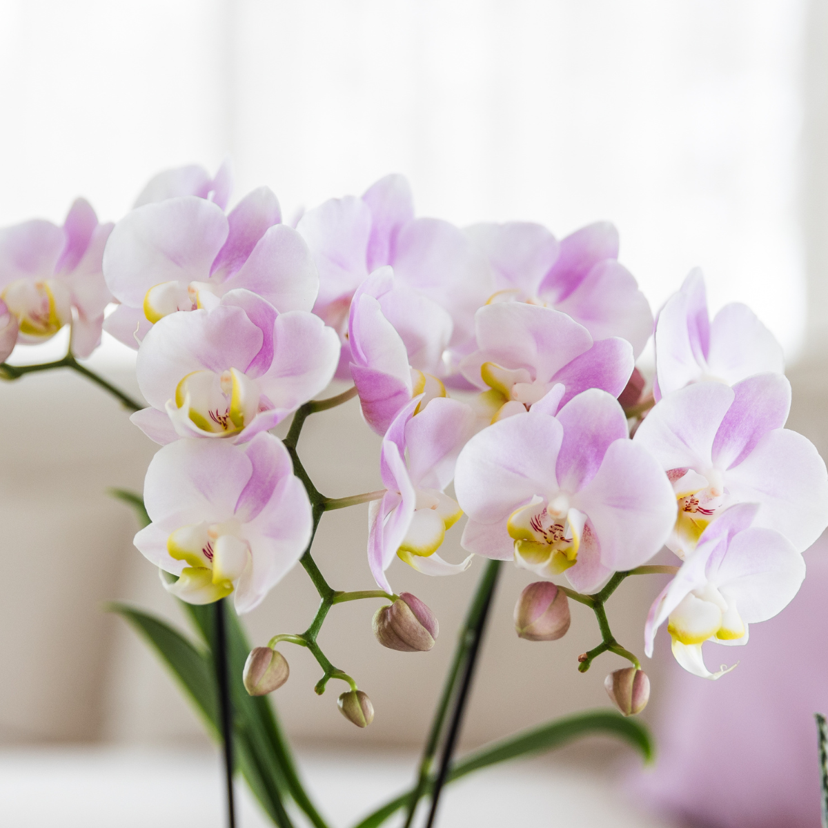Kolibri Orchids | Gift set Moederdag Big | Groene plant met roze Phalaenopsis orchidee in Simplicity sierpotten roze op bamboe plate