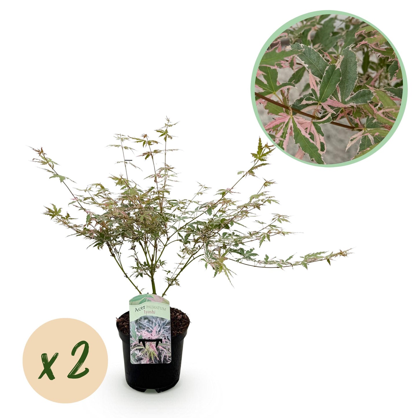 Japanse Esdoorn - Acer palmatum Iyoshi - Roze - x2 - ↕70cm - Ø19cm