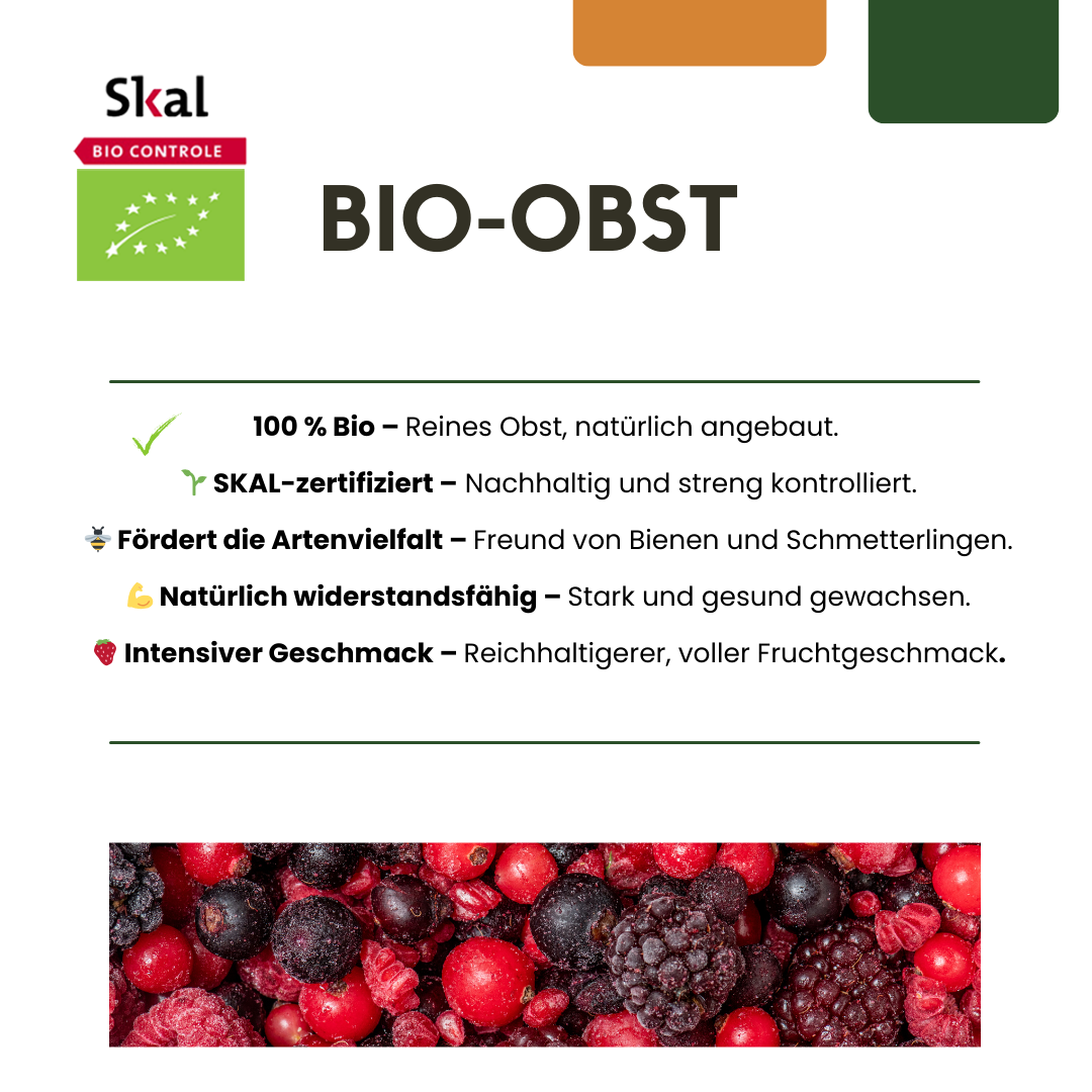 6 x Biologische bramenplanten - ↕20 cm - Ø 13 cm