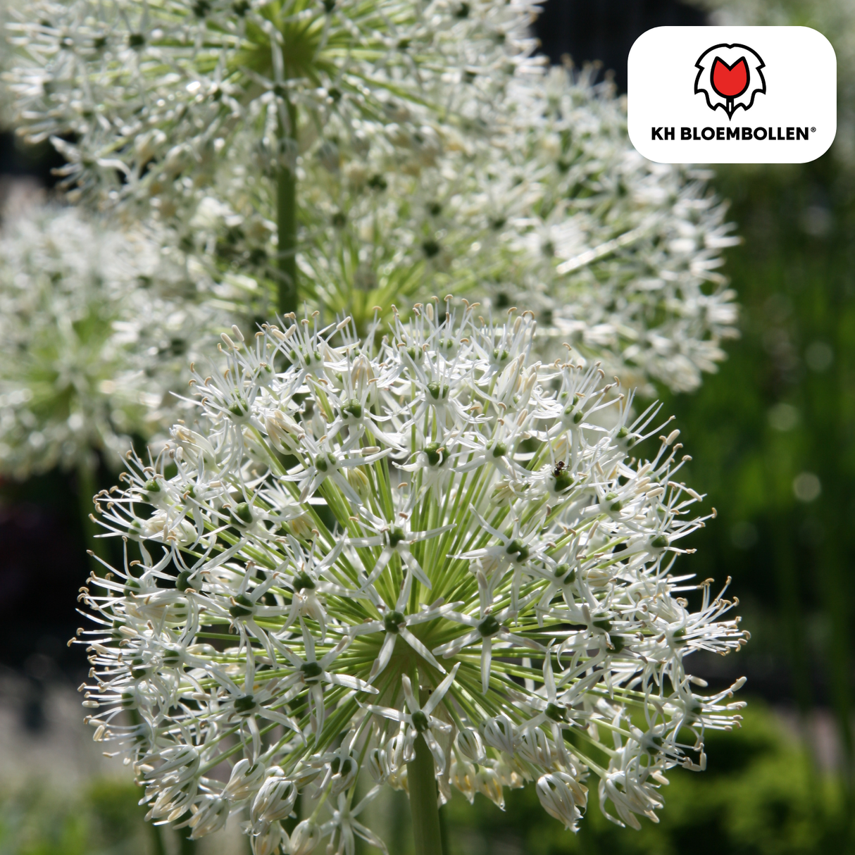 Allium White Giant 5 stuks