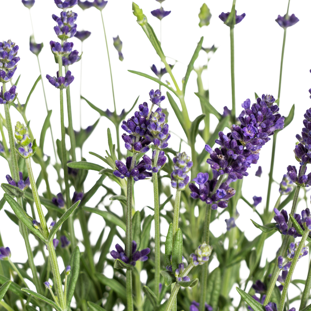 8x Lavandula Angustifolia Ø13cm - ↕30cm - Ø40cm