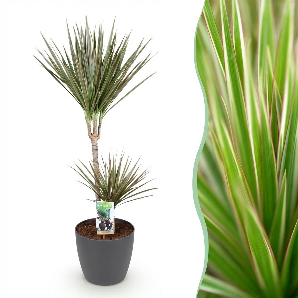 Dracaena Marginata Bicolor - Drakenbloedboom - Weinig onderhoud - Groen - 1 Plant - met Potter Grijs - Pot 21cm - Hoogte 90-100cm