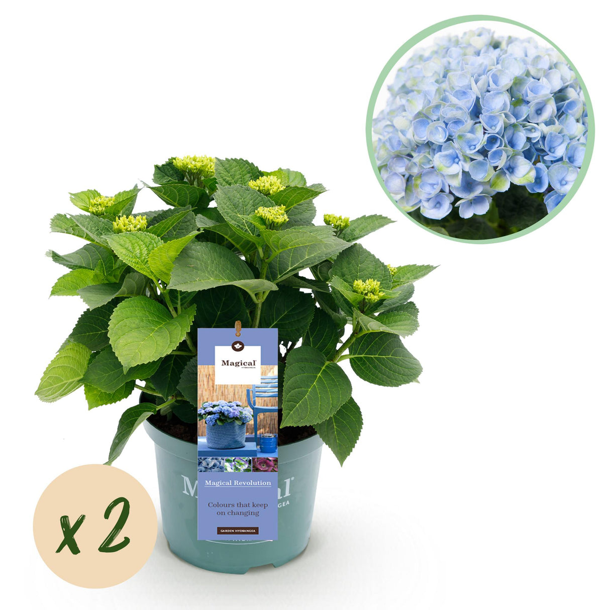 Green boutiQ - Terrasplant - Hortensia - Hydrangea Magical Revolution Blue - Blauw - 6-10 Bloemen - 2 Planten - Pot 23cm Hoogte 55cm