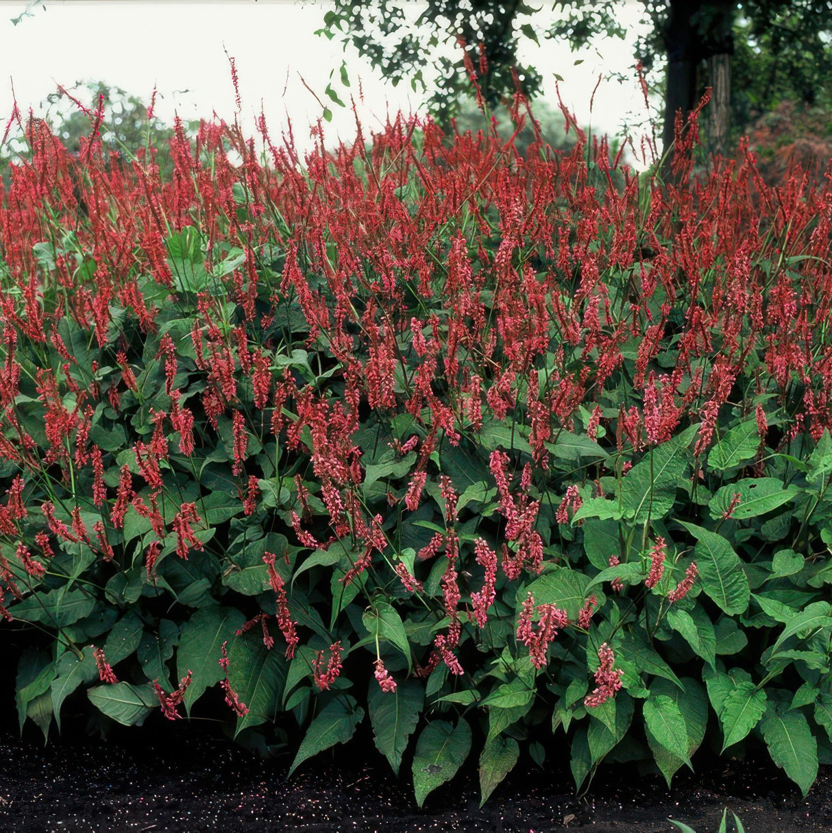 48x Persicaria amplexicaulis - ↕10-25cm - Ø9cm