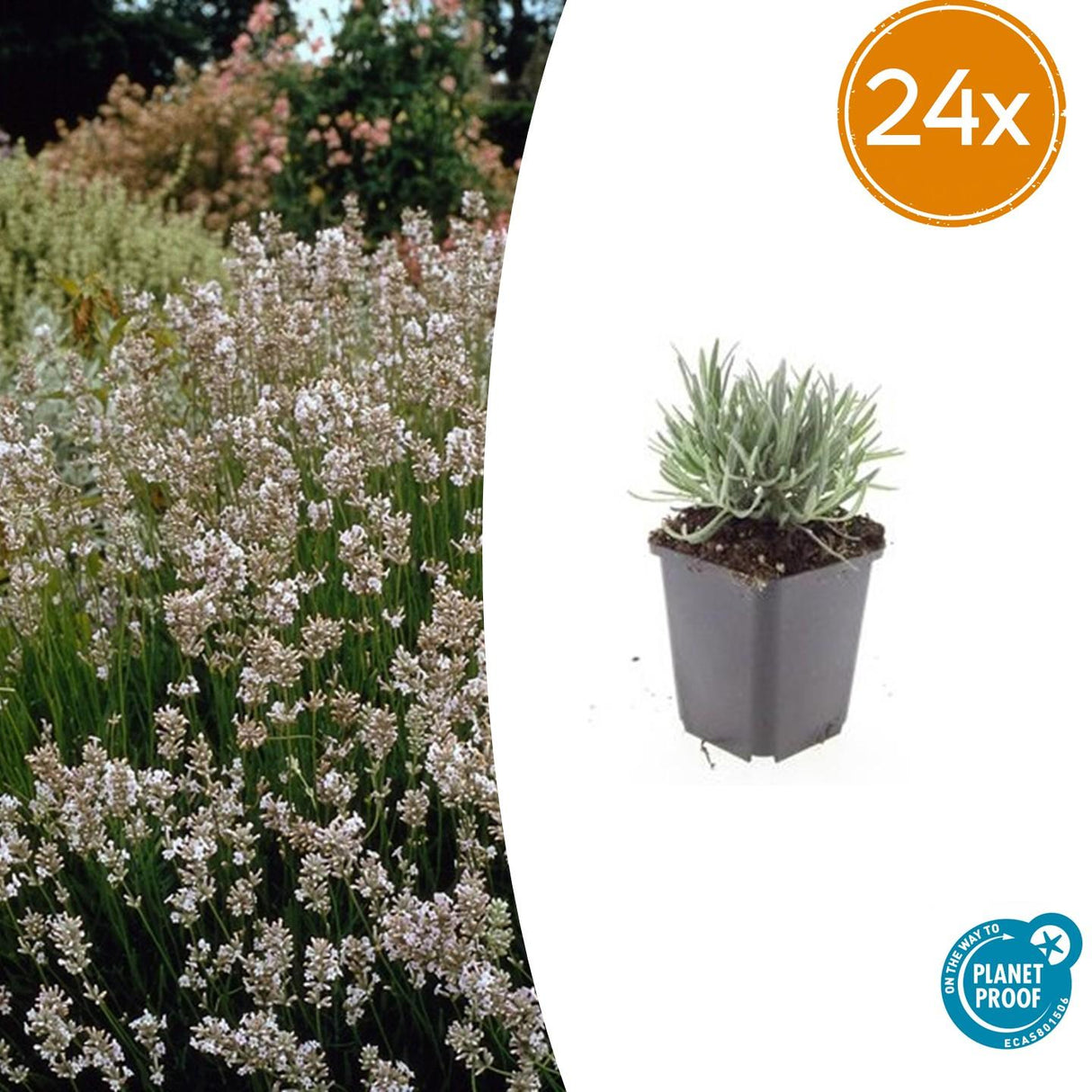 24x Lavandula int. 'Edelweiss' - ↕10-25cm - Ø9cm