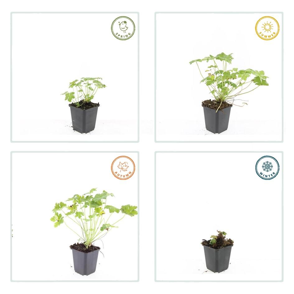 60x Geranium macr. 'Czakor' - ↕10-25cm - Ø9cm