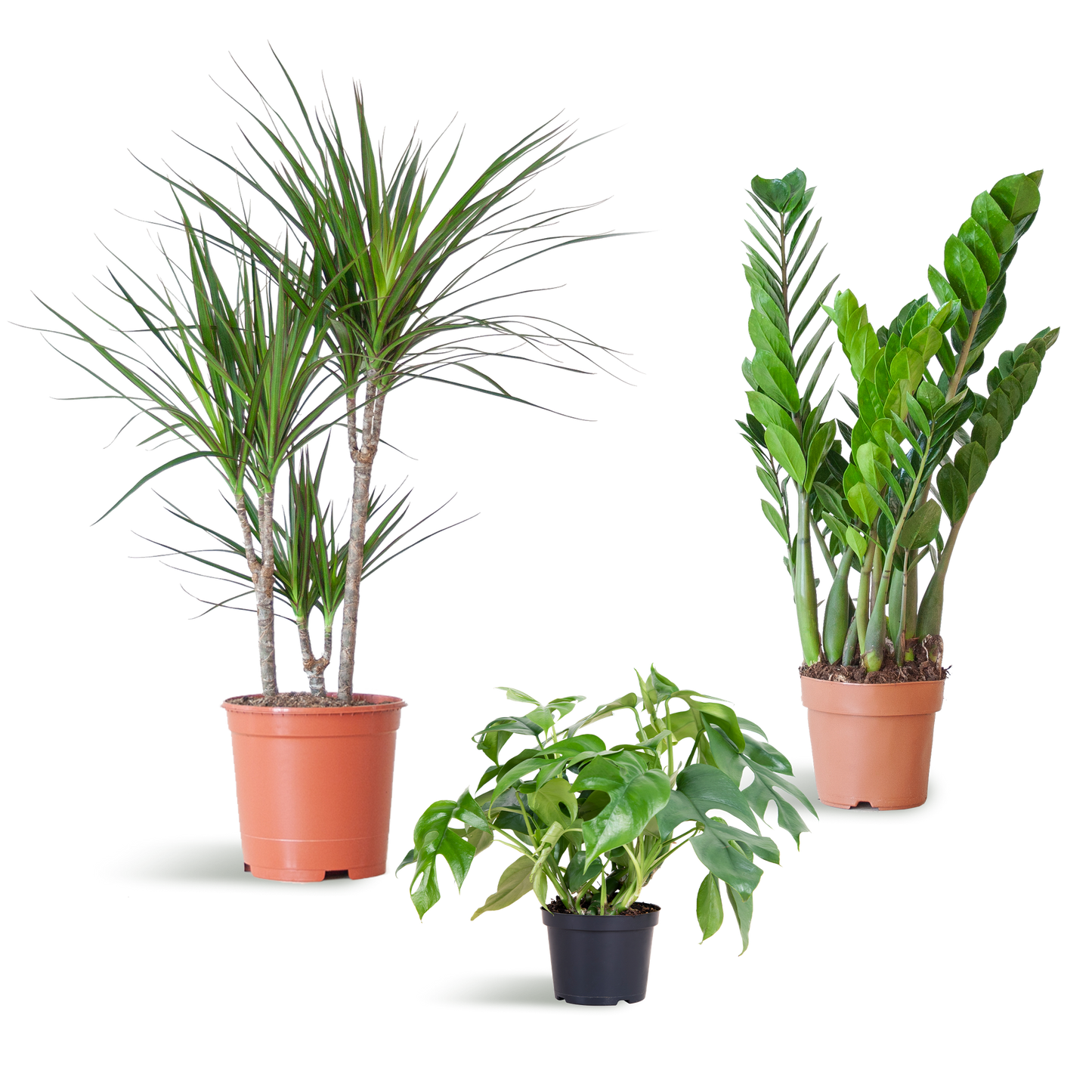 Schaduw Plantenset - Zonder sierpot