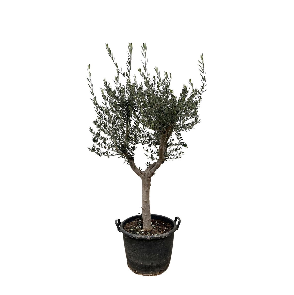 Olijfboom / Olea Europaea Cultivo – ↕220cm – ⌀40cm – in pot