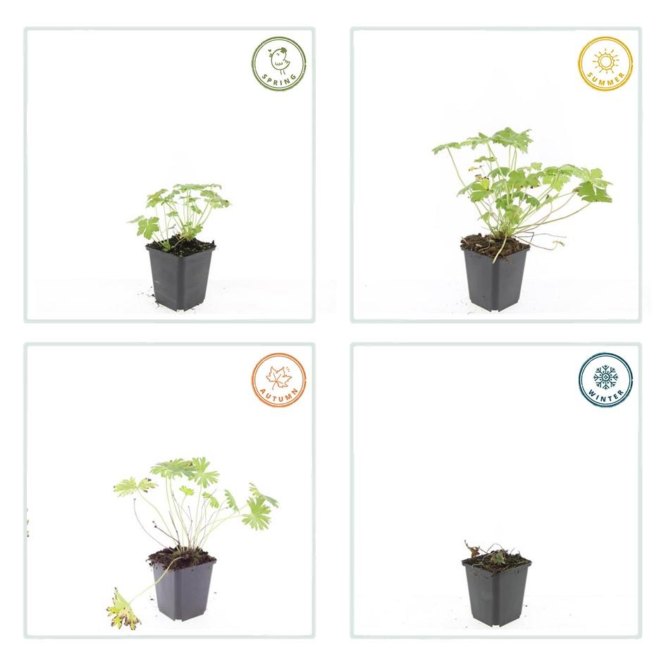40x Geranium 'Tiny Monster' - ↕10-25cm - Ø9cm