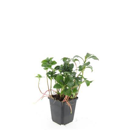 24x Pachysandra term. 'Green Sheen' - ↕10-25cm - Ø9cm