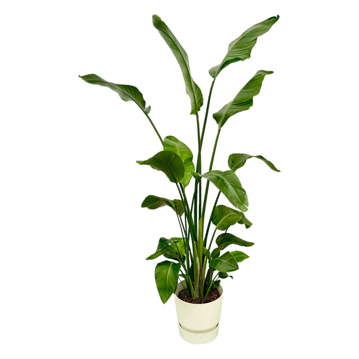Strelitzia Nicolai + Pot Wit - ↕180cm - Ø30cm