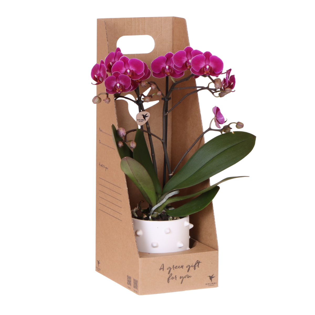 Kolibri Orchids | Paarse Phalaenopsis Orchidee - Mineral Morelia in Spike Sierpot Wit met Giftbox - Ø9 cm