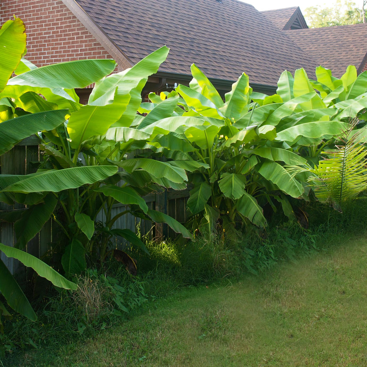 Green boutiQ - Fruitplant - Bananen plant - Musa Basjoo - Winterhard - 2 planten - Pot 12cm Hoogte 30cm