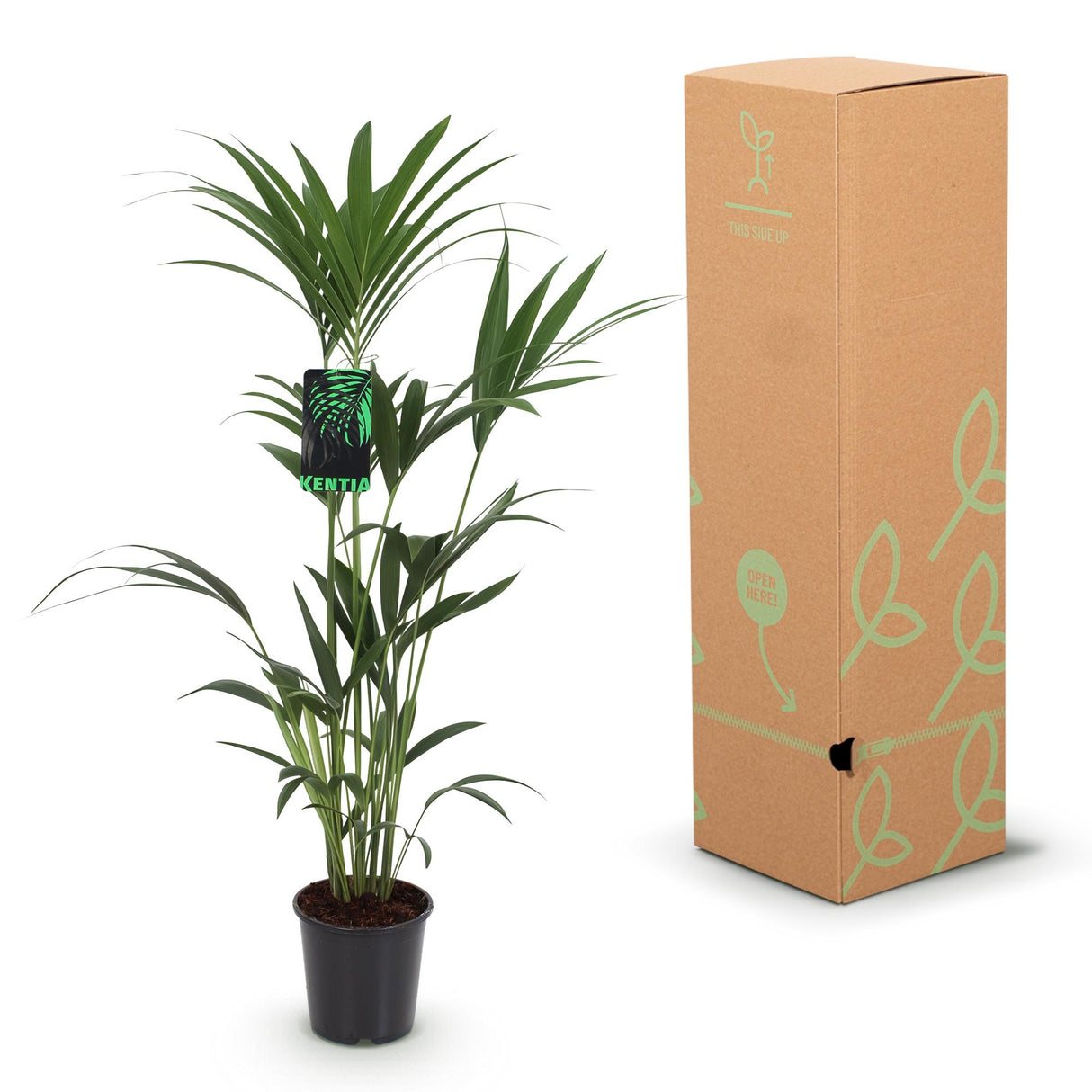Howea Forsteriana - Kentia Palm - Weinig Onderhoud - Groen - 1 Plant - met Mand - Pot 21cm - Hoogte 120-130cm