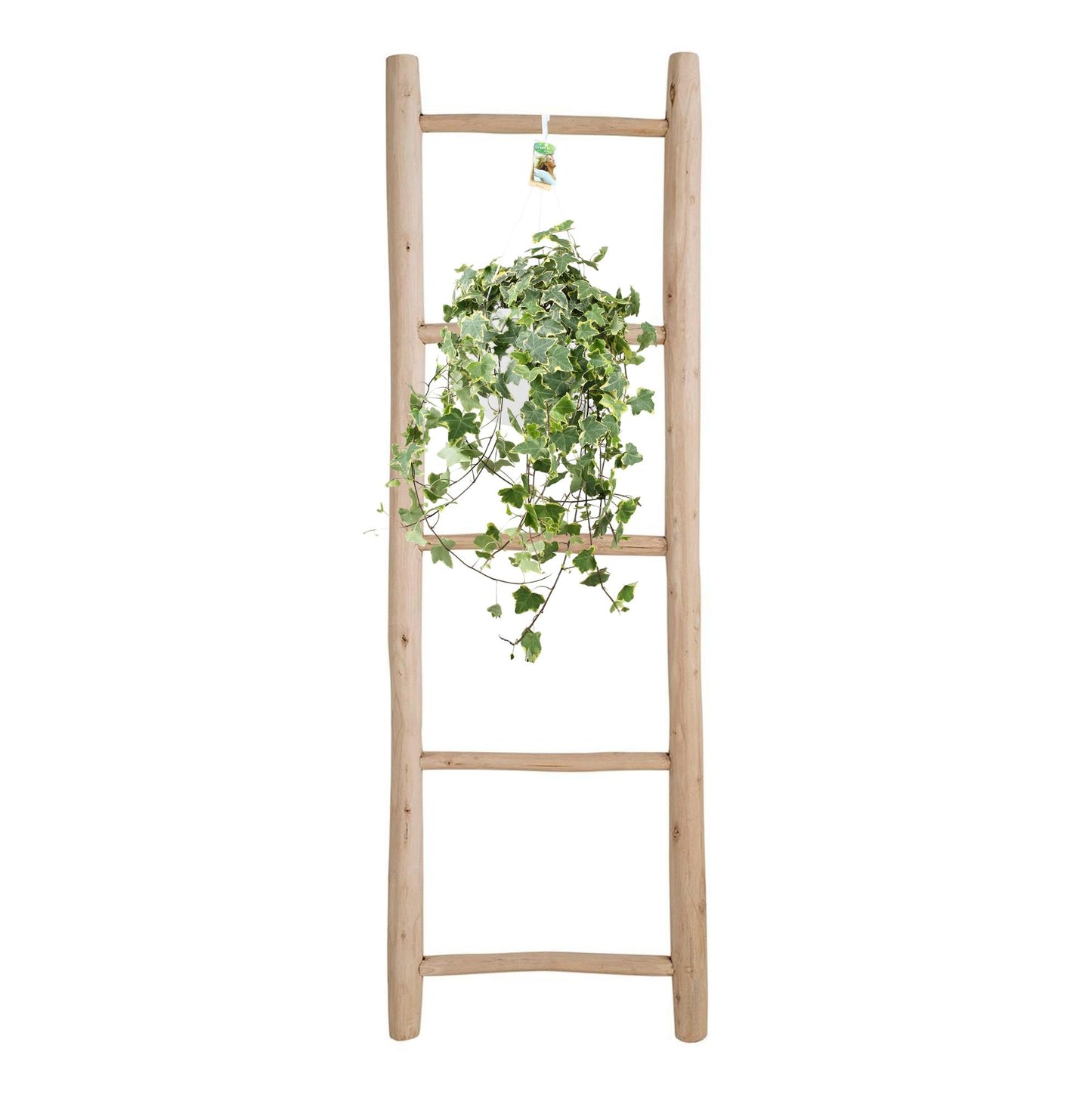 Klimop / Hedera Helix Hangplant - Ø24cm - ↕60cm