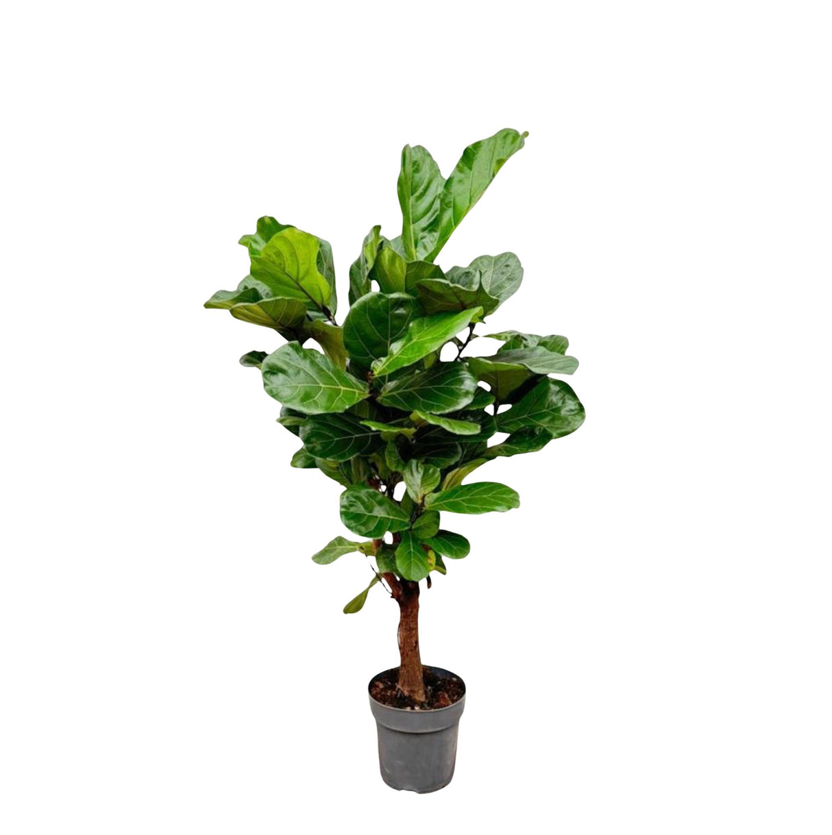 Ficus Lyrata ramifié - 140-160cm - ø 27-30cm
