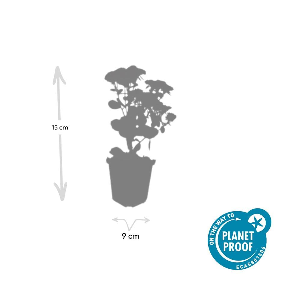 24x Sedum 'Herbstfreude' - ↕10-25cm - Ø9cm
