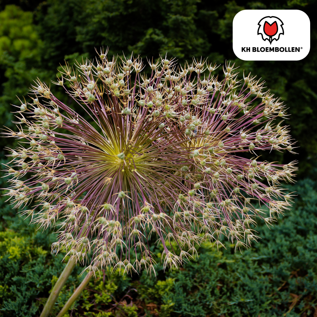 allium schubertii 5 stuks