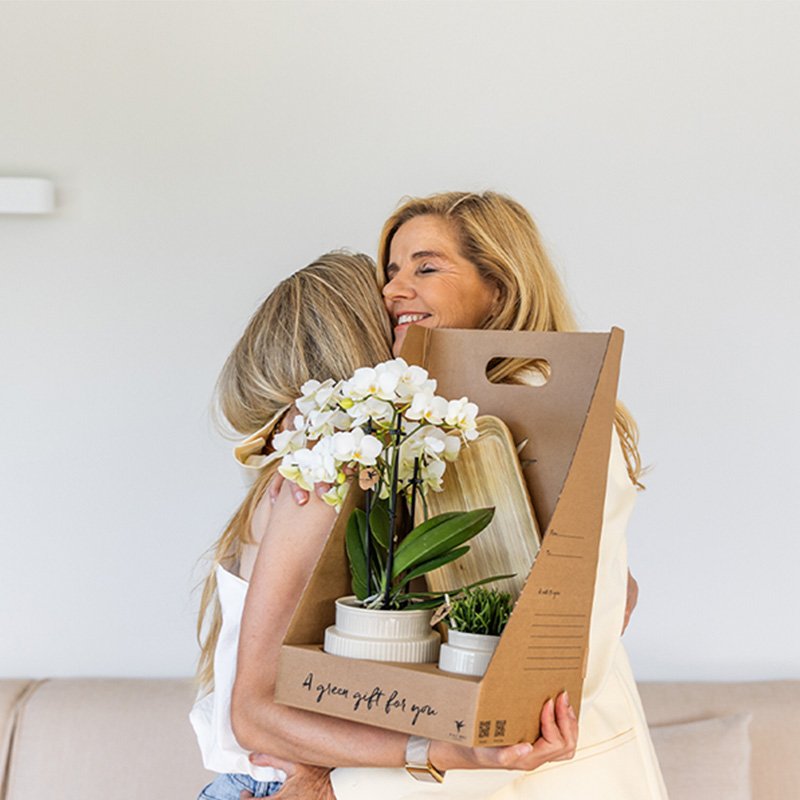 Kolibri Orchids | Gift Set Allure Wit - Oranje Phalaenopsis Orchidee Mineral Bolzano & Succulent
