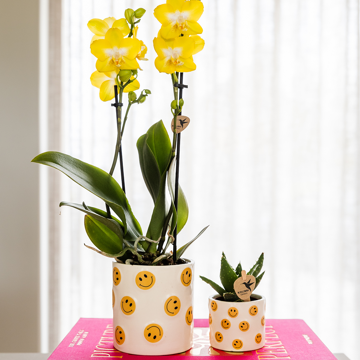 Plantenset Smiley | Gele Phalaenopsis Orchidee Albenga Ø9cm en Succulent incl. keramieken sierpotten