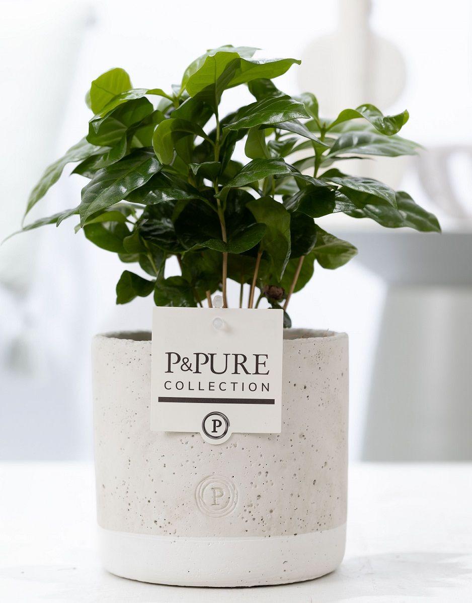 Coffea Arabica in P&PURE Jade Keramik - Ø12cm - ↕20cm