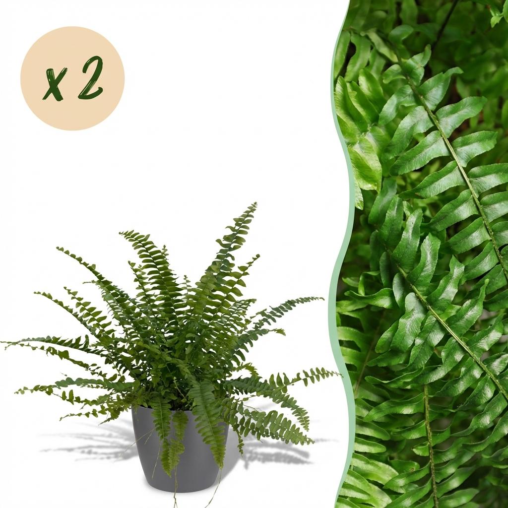 Nephrolepsis exaltata Green Lady - Varen - Huisdiervriendelijke Plant - Groen - 2 Planten - met Potter Grijs - Pot 12cm - Hoogte 25cm
