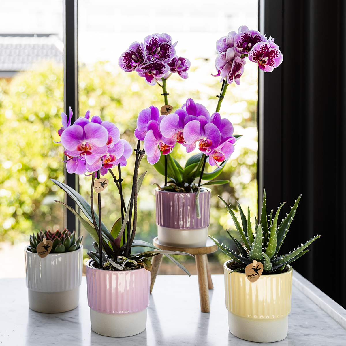 Kolibri Orchids | Paars roze phalaenopsis orchidee potmaat Ø9cm | Frederikstad | bloeiende kamerplant - vers van de kweker