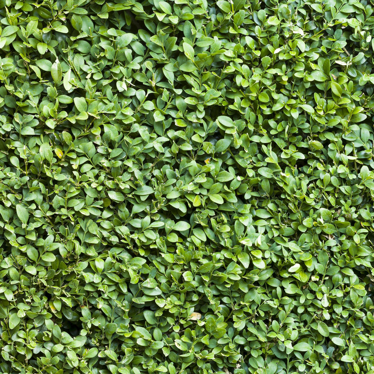 Green boutiQ - Haagplanten - Buxus sempervirens - blad groen - 6 planten - 1 strekkende meter - groenblijvend - pot 17cm hoogte 45cm