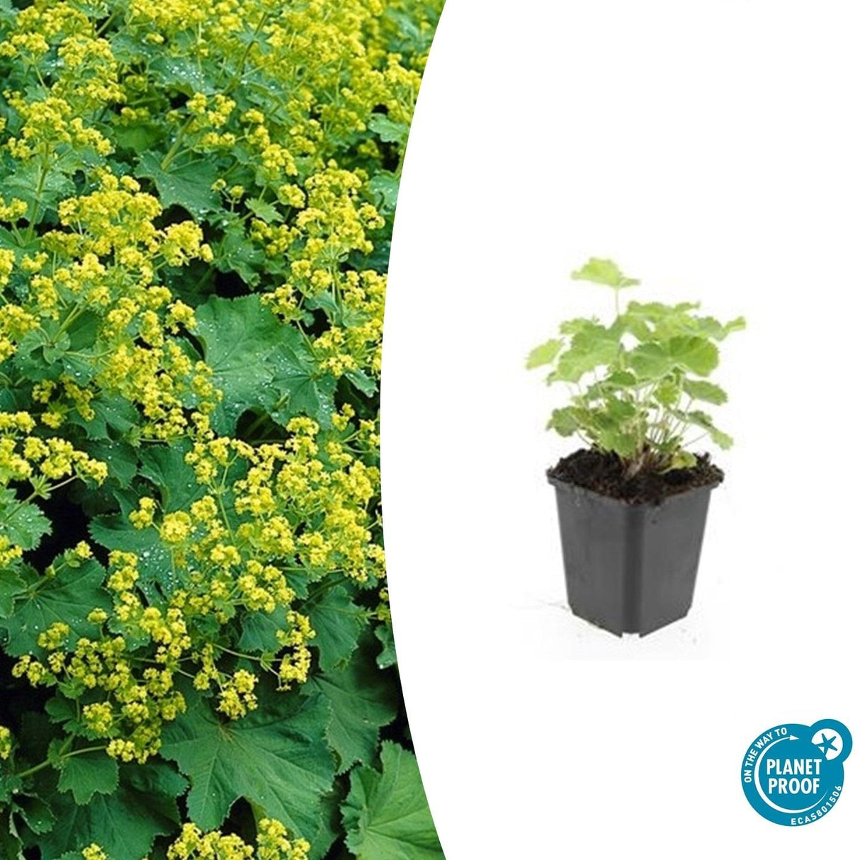 48x Alchemilla mollis - ↕10-25cm - Ø9cm