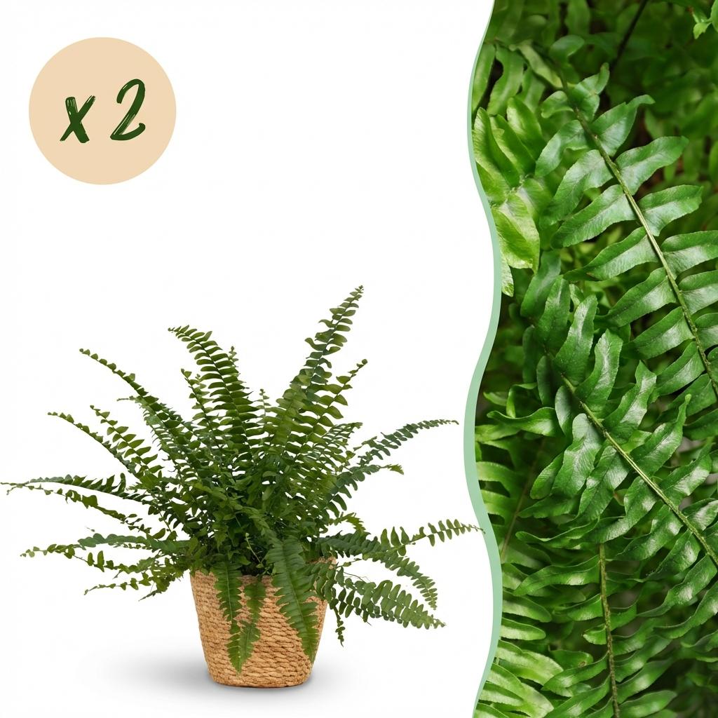 Nephrolepsis exaltata Green Lady - Varen - Huisdiervriendelijke Plant - Groen - 2 Planten - met Mand - Pot 12cm - Hoogte 25cm