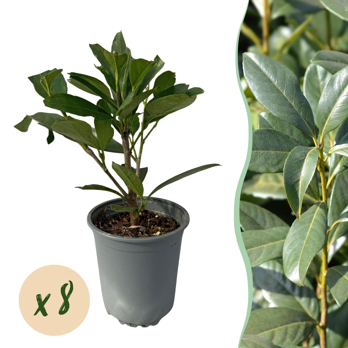 Green boutiQ - Haagplanten - Prunus laurocerasus Caucasica- blad groen - 8 planten - 1 strekkende meter - groenblijvend - pot 9cm hoogte 30-35cm