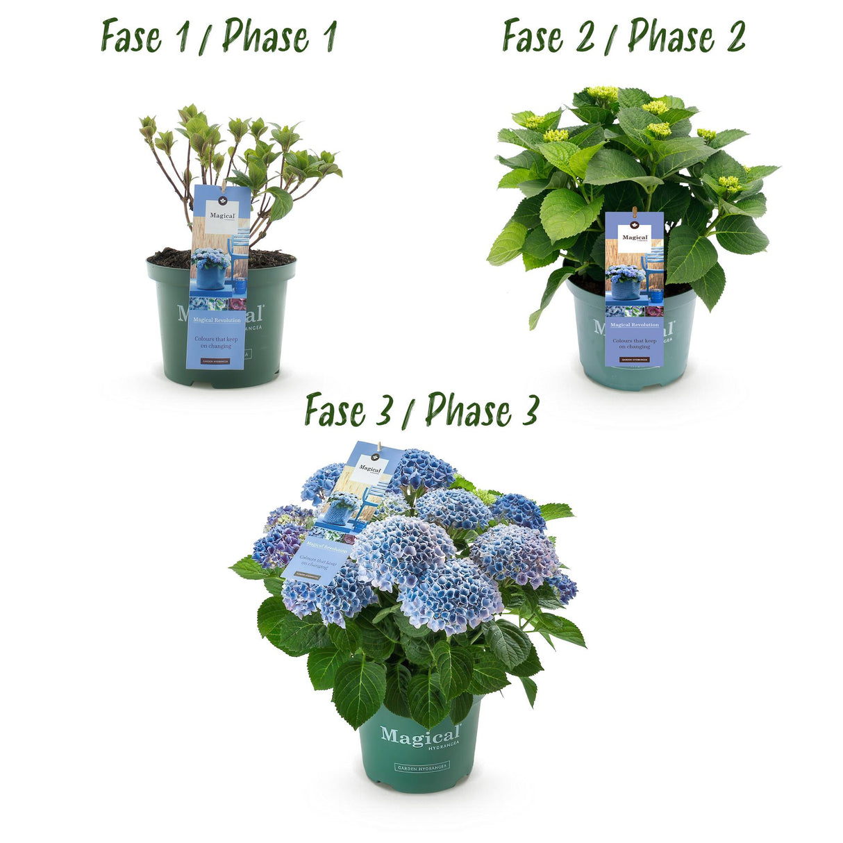 Green boutiQ - Terrasplant - Hortensia - Hydrangea Magical Revolution Blue - Blauw - 6-10 Bloemen - 2 Planten - Pot 23cm Hoogte 55cm